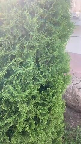 The video shows a close-up view of a green evergreen shrub, likely a cedar or cypress, with a textured stone wall and a small portion of a white building in the background. The lighting suggests it is daytime, possibly with sunlight filtering through the foliage. The camera angle is low and angled upwards, focusing on the dense, layered branches of the shrub. There are no people or actions visible in the video. The environment appears to be an outdoor setting, possibly a garden or yard.