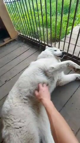 A medium shot video captures a large, white dog lying on its back on a wooden porch. The dog appears relaxed and content, with its belly exposed and its legs splayed. A person's hand is seen petting the dog's stomach, which elicits a happy reaction from the animal. The dog's eyes are partially closed, and it occasionally shifts its position, showing enjoyment of the attention.

The setting is outdoors, indicated by the natural lighting and the presence of greenery visible through a metal fence in the background. The wooden planks of the porch are worn, suggesting an established outdoor area. Two pairs of white slides with red and blue stripes are visible at the bottom of the frame, indicating the presence of at least two people. The overall mood is peaceful and affectionate, highlighting the bond between the human and the animal. The time of day appears to be daytime, likely afternoon, given the brightness and the long shadows. There is no visible text in the video. The location context of Kamenka, Russia, suggests a rural or semi-rural environment.