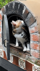 Cat in pizza oven, ducks in pond captured in Mexico