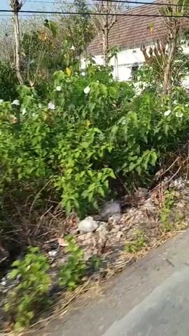 The video shows a view from a moving vehicle traveling along a dirt road. The road is lined with vegetation and some debris. On the left side of the road, there are houses and buildings, some with fences and gates. In the distance, a yellow truck is visible under a covered area. The sun is shining, indicating it is daytime. The environment appears to be rural or semi-rural.