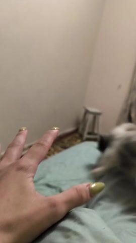 The video begins with a close-up of a bed with rumpled light blue bedding. A window with light gray curtains is visible in the background, and a portion of a person's hand with a long, light green fingernail is in the foreground. The scene then shifts to a medium shot of a fluffy, light gray cat with dark eyes. The cat is looking to the side and appears to be in motion, causing a slight blur. The final shots are extreme close-ups of the cat's face, showing its large, dark eyes, striped fur, and whiskers. The overall impression is one of a relaxed indoor setting, possibly a bedroom, with a focus on the cat. There are no discernible text elements or specific time of day or weather cues.