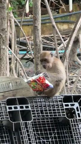A monkey is sitting on a black plastic crate in front of some trees. The monkey is holding a package of instant noodles and appears to be trying to open it. The monkey's fur is light brown and its face is dark brown. The monkey is facing to the left and looking down at the noodles. The background is blurry and out of focus.
