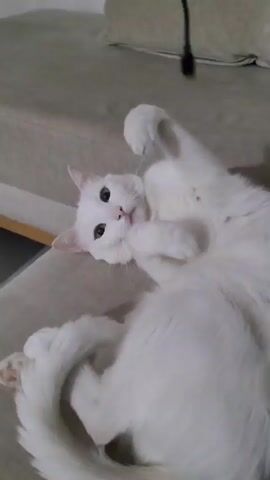 A white cat is lying on a beige couch. The cat is on its back with its paws up. The cat licks one of its paws. A black cord is visible in the background.