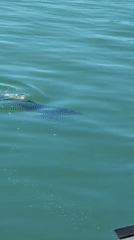 Dolphin sighting and office flora documented in Burgas morning