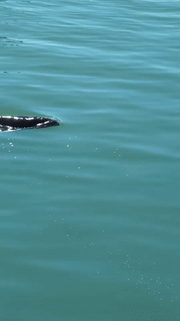Dolphin sighting and office flora documented in Burgas morning