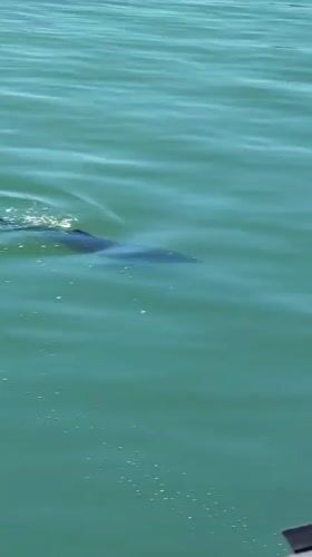 Dolphin sighting and office flora documented in Burgas morning