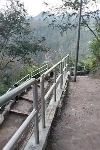 A person is walking down a stone staircase with metal railings on either side. The staircase is located in a natural environment with trees and foliage. In the background, a steep drop is visible, suggesting a ravine or cliff. Several monkeys are also present on the stairs and surrounding areas, with one monkey sitting on the railing and another on the steps. Other people can be seen further down the stairs. The ground appears to be somewhat wet or damp.