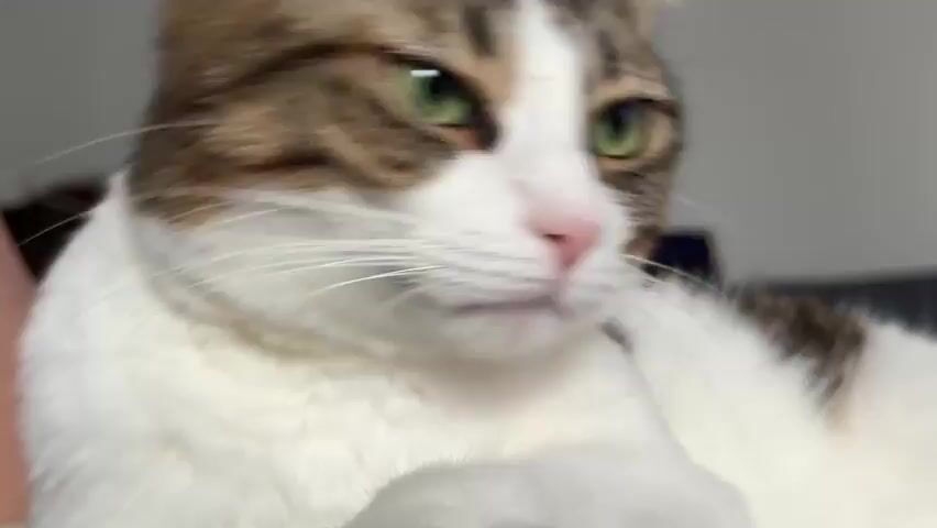 A close-up video shows a cat with green eyes and white and brown fur. The cat is lying down and looking to the right. The background is blurred. The video is 4 seconds long.