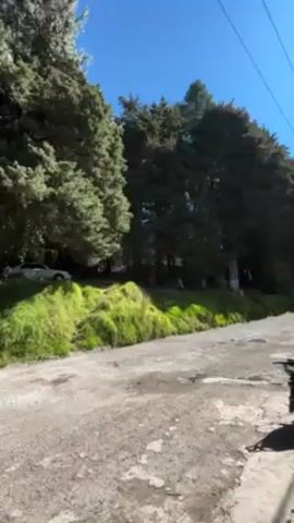 A short video shows a dirt road in a wooded area. The road is light in color and appears to be dry. On the left side of the road is a grassy slope, with trees growing on top of it. A car is parked on the slope, partially obscured by the trees. The trees are mostly green, with some having a bluish tint. The sky is blue and clear. Power lines are visible at the top right of the frame.