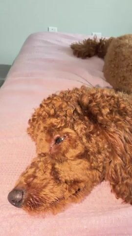 A close-up video captures the face of a brown poodle lying on a pink blanket. The poodle's head is turned to the left, with its eye partially visible. Its fur is curly and a rich brown color. The background is out of focus, but appears to be a room with a light-colored wall.