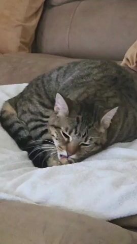 A tabby cat is curled up on a white blanket on a couch. The cat is grooming itself, licking its paw. The couch is a neutral brown color. The lighting is soft and natural. The video is short and focuses on the cat.
