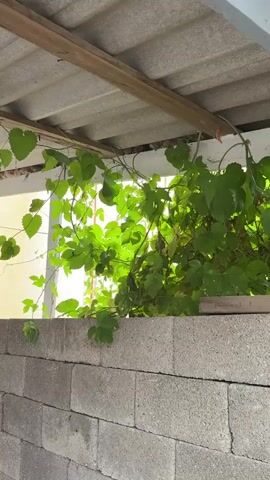 This media file depicts a scene from Kizilyurt, Russia, showing a section of a grey cinder block wall with lush green vines growing over its top. The vines are a vibrant green, with several large, lobed leaves trailing downwards. Above the wall and vines, a corrugated roof structure supported by wooden beams is visible. Sunlight filters through the leaves and the gap in the roof, creating a dappled effect and suggesting it is daytime. The overall impression is one of natural growth in an outdoor, possibly semi-enclosed, area. There is no visible text in the media file. The activity taking place is simply the passive growth and presence of the plants. The setting appears to be domestic or utilitarian, possibly a garden shed, patio, or an outdoor storage area. The emotions evoked are neutral, focusing on the natural beauty of the foliage against the starkness of the cinder blocks and roof.