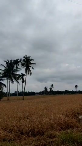 The video shows a wide-angle shot of a golden field of harvested rice paddies under a cloudy sky. A stand of palm trees dots the center-left of the frame. There's a distant line of green trees along the horizon. The camera is static throughout the video.