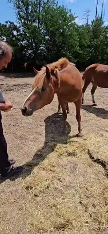 A man in a dark shirt and pants is feeding a chestnut horse with a white blaze on its face. The horse is reaching out to take food from the man's hand. In the background, another chestnut horse is grazing on hay. The environment appears to be an outdoor enclosure with dry dirt and piles of hay. Trees are visible in the background.