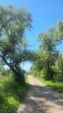 The video shows a dirt road leading straight ahead through a green, rural environment. The sky is clear and blue. Trees line both sides of the road, some of which overhang it, creating a tunnel-like effect at the beginning of the video. Grass and other low-lying vegetation fill the areas on either side of the road. In the distance, a faint mountain range is visible. The camera appears to be moving forward along the road, presumably mounted in a vehicle.