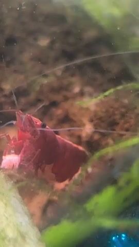 A close-up video shows a red cherry shrimp in an aquarium. The shrimp is positioned on the left side of the frame, facing right. Its body is a vibrant red color, and it has long antennae that extend forward. The shrimp is surrounded by green aquatic plants and what appears to be brown substrate. The water is slightly murky, with some fine particles visible. The lighting is dim, creating a subdued underwater atmosphere. There are no other creatures visible in the frame.
