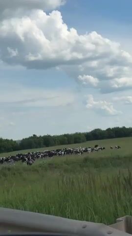 The video shows a herd of cows grazing in a grassy field under a partly cloudy blue sky. A line of trees borders the far side of the field. The camera appears to be in a moving vehicle, as evidenced by the blurred foreground and the presence of a metal barrier in the lower portion of the frame.