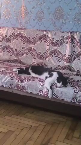 This is a video clip of a black and white cat lying on a sofa. The cat is stretched out across the sofa, with its head resting on the cushion and its legs dangling over the side. The sofa is covered in a patterned fabric, with a wavy design in shades of purple and silver. Behind the sofa, the wall is covered in blue wallpaper with a damask pattern. The room appears to be indoors, and the lighting suggests it is daytime. The overall scene is one of peaceful domesticity, with the cat appearing relaxed and comfortable. The floor in front of the sofa is made of wooden planks. There is no visible text in the video.