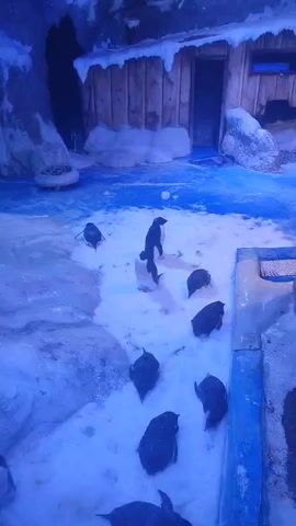 The video shows a group of penguins in an enclosure. The enclosure is designed to resemble an Arctic environment, with snow-covered ground, artificial ice formations, and a wooden structure that resembles a cabin. There are about ten penguins in the scene, most of them are standing on the snow, while others are near the water. One penguin in the center is standing tall with another penguin behind it. The environment is dimly lit, with a blue tint that gives it a cold, icy feel. There is a child's voice in the background.