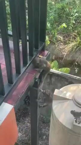 A video depicts a group of monkeys near a railing and a white tank outdoors. Two monkeys are actively climbing on the railing, with one sitting on the ledge and looking at the camera. Another monkey is nearby on the ground. The location appears to be next to a building with a black railing and red-tiled floor. The background consists of foliage and a glimpse of what seems to be a concrete structure. The lighting suggests it's daytime.