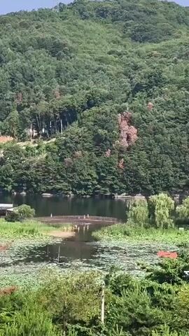 The video pans across a serene landscape featuring a lake covered in water lilies, with a small arched bridge extending over a section of it. A dense forest blankets the rolling hills behind the lake, and a transmission tower is visible on the upper right side of the frame. The scene is bathed in bright daylight, suggesting fair weather.
