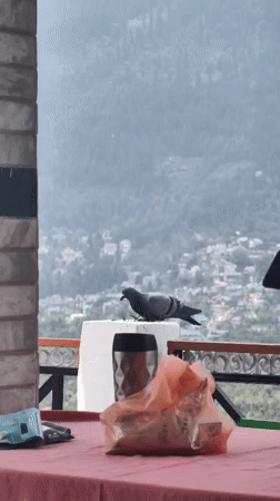 Morning scenes captured across Vashisht valley and construction sites