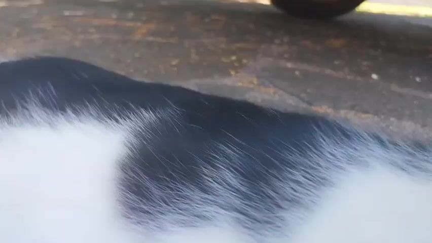 A black and white cat with green eyes lies on a paved surface, possibly outdoors, near a vehicle. The cat's head is tilted, and it appears to be looking at the camera. The cat is wearing a dark collar. The lighting suggests it is daytime.