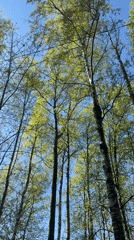 Morning scenes captured in Staraya during sunny spring day
