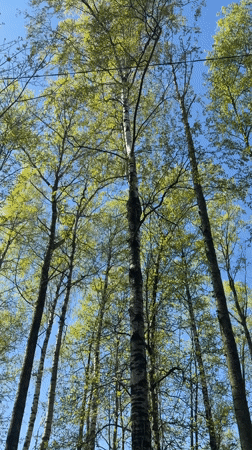 Morning scenes captured in Staraya during sunny spring day