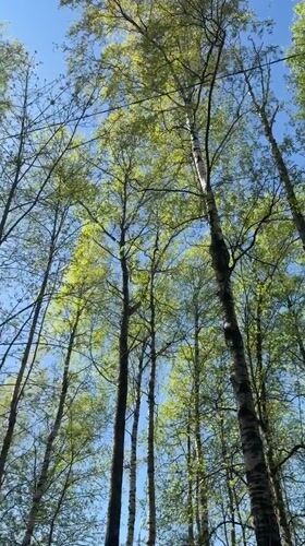 Morning scenes captured in Staraya during sunny spring day
