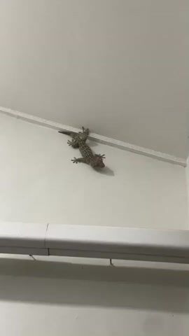 This media file shows a Tokay gecko clinging to a white wall. The gecko is facing towards the right side of the frame, with its body angled slightly downwards. Its skin is a mottled pattern of grey, green, and reddish-brown spots, typical of the species. Its toes are spread out, adhering to the smooth surface of the wall. The background is a plain white wall with a white trim at the top where the wall meets the ceiling. There is also a white horizontal element in the foreground, possibly a shelf or a part of the building's structure. The lighting suggests an indoor setting, likely at night or in a dimly lit room, as there are no harsh shadows and the overall ambiance is subdued. The gecko appears alert, with its eyes open and focused. The setting is likely a residential or commercial building in Tampaksiring, Indonesia, a region known for its tropical climate and diverse wildlife, including various gecko species. There is no visible text in the media file.
