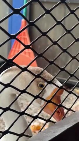 A close-up shot shows a goose behind a black wire fence. The goose has white and brown feathers, a large orange beak, and dark eyes. In the background, a red broom with a green handle is visible, along with other out-of-focus objects and foliage. The goose appears to be looking towards the camera.