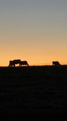 Cattle graze at sunset in rural Kediri landscape
