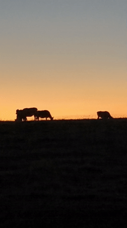 Cattle graze at sunset in rural Kediri landscape