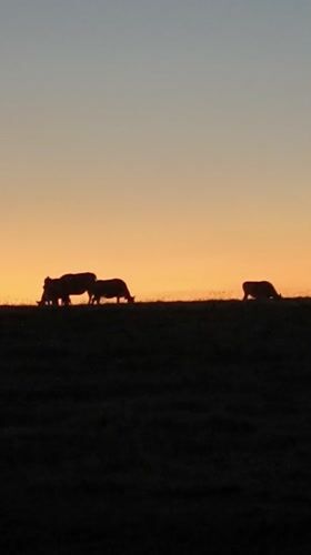 Cattle graze at sunset in rural Kediri landscape