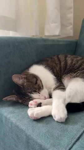A domestic cat is curled up and sleeping on a teal upholstered sofa. A person's hand enters the frame from the left and gently strokes the cat's head and then its paw. The cat does not wake up. The background consists of white curtains.