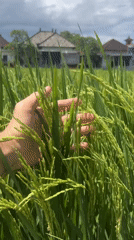 Tourist documents rice field visit in Sukawati, Indonesia