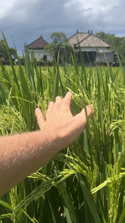 Tourist documents rice field visit in Sukawati, Indonesia