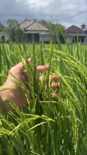 Tourist documents rice field visit in Sukawati, Indonesia