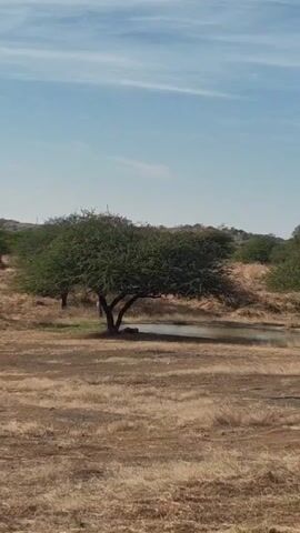 The video shows a wide shot of a dry, grassy field with a solitary, leafy tree standing in the foreground. The grass is mostly brown and dry, indicating a lack of recent rainfall or a dry climate.  Behind the tree is a small pond or puddle of water.  The sky is blue with some thin, high clouds. The landscape is mostly flat with some low hills visible in the background. There are a few other small trees or shrubs scattered across the field. No people or animals are visible.