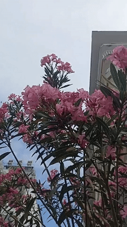 Ordinary afternoon life documented across Yenişehir, Turkey neighborhoods