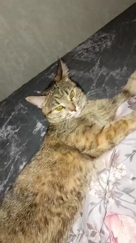 A tabby cat with green eyes is lying on its back on a bed with a floral comforter. The cat's body is facing the camera, with its legs and paws extended. The cat appears relaxed and comfortable. The background is dark and out of focus. The lighting is dim, suggesting the video was taken at night or in a dimly lit room.