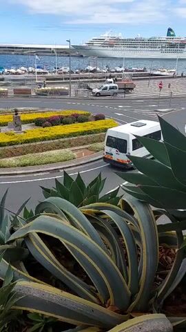 A video shows a view of a harbor and a roundabout through the leaves of an agave plant. A large white cruise ship is docked in the background. Traffic moves around the roundabout, including a white van, a grey truck, and several cars. The roundabout has a central planting of yellow flowers. The sky is partly cloudy.