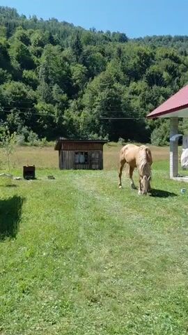 A young girl in a pink dress bounces on a trampoline. She is on a trampoline with a safety net. In the background, there is a grassy field, trees, and a small wooden structure. A horse is grazing in the field.