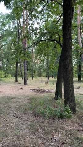 A deer walks through a forest clearing. The deer is a light brown color and has small antlers. It is walking from left to right across the frame. The forest is dense with trees and undergrowth. The ground is covered in dry leaves and grass. The lighting suggests it is daytime.