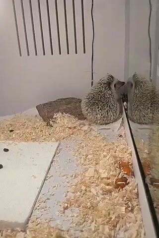 The video shows a hedgehog in a cage filled with wood shavings. There is a rock to the left and a white platform with some dark objects on it. The hedgehog is facing the glass wall of the cage and then turns to face the camera. There are orange pieces of food scattered on the wood shavings.