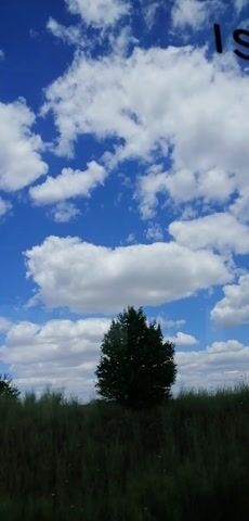 The video is a vertical shot of a bright blue sky filled with white, fluffy clouds. The clouds vary in size and shape, with some appearing as scattered puffs and others forming larger, elongated masses. To the right side of the frame, a strip of dark green grass runs vertically along the edge, meeting the sky. A small, dark green tree is visible on the horizon, partially obscured by the grass. The overall impression is of a clear, sunny day with scattered cloud cover.