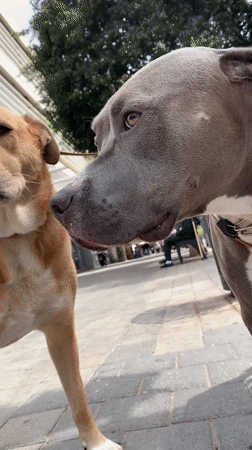 Two dogs spotted on Tel Aviv sidewalk