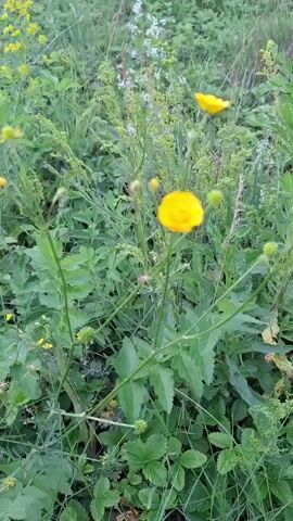A video shows yellow flowers in a field of green plants. The flowers are in focus, and the background is blurred. The video is shaky and appears to be filmed on a mobile device.