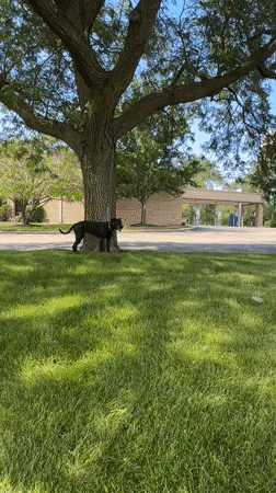 Black dog wraps up a lawn outing and loads into an SUV